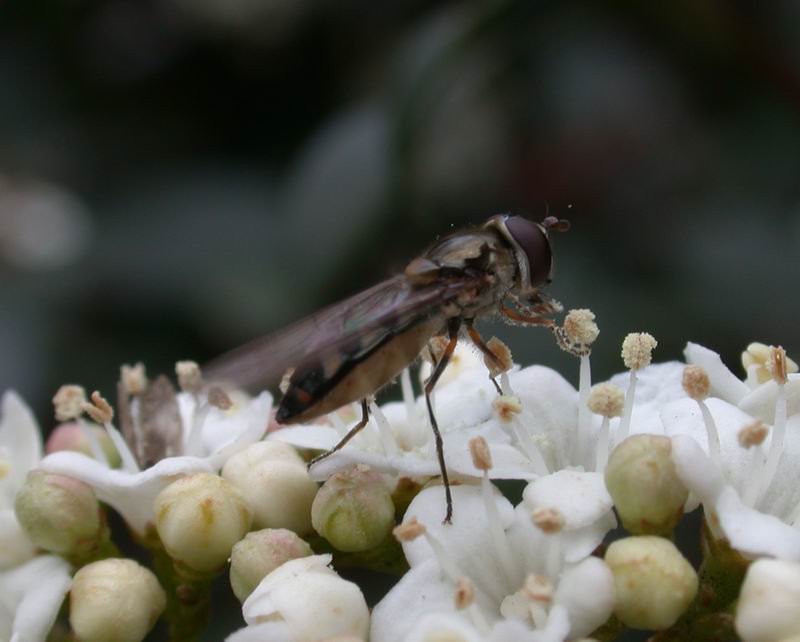 Syrphidae